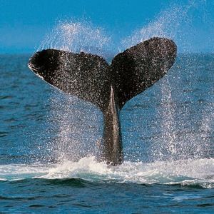 Meet your Posher, Terri